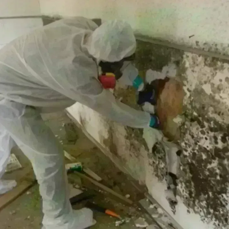 Mold Remediation and Removal in Lynnwood, WA